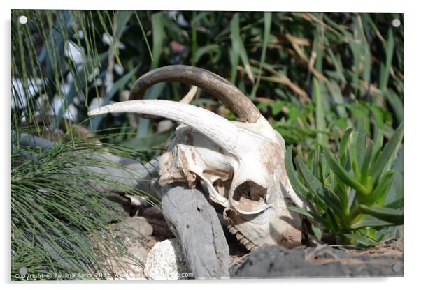 Goat skull with horns Acrylic by Paulina Sator