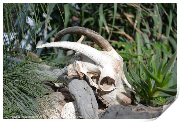 Goat skull with horns Print by Paulina Sator