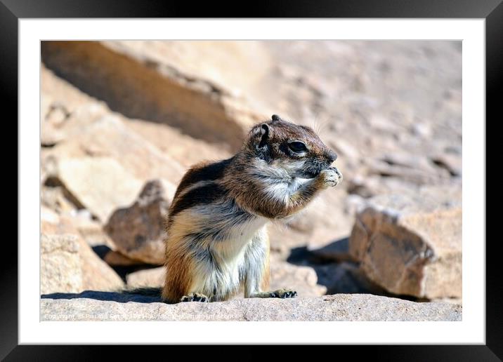Wild barbary ground squirrel Framed Mounted Print by Paulina Sator