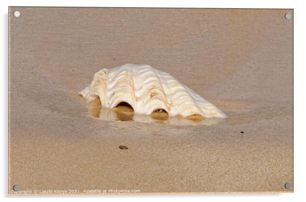 Sea Shell - Espiritu Santo Acrylic by Laszlo Konya