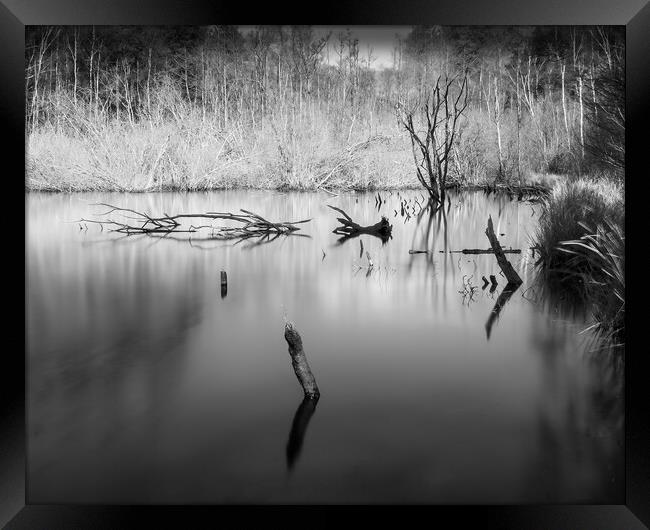 Wood in Water III Framed Print by Mark Jones