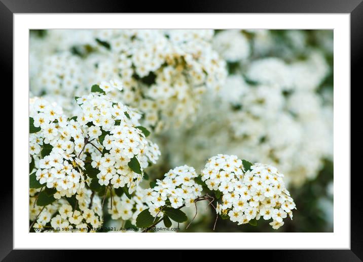 close-up of white spirea flowers Framed Mounted Print by susanna mattioda