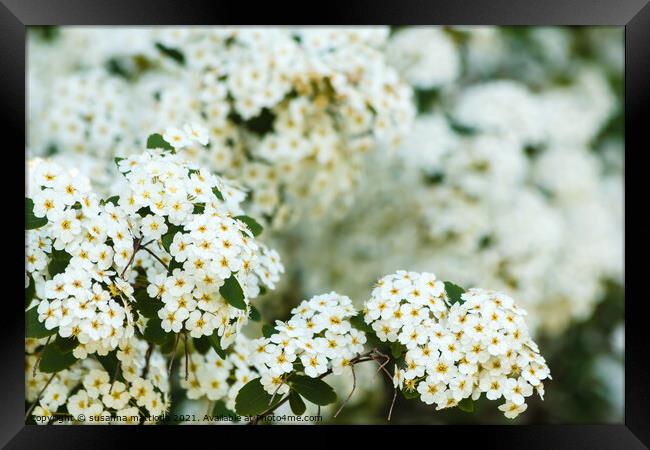 close-up of white spirea flowers Framed Print by susanna mattioda