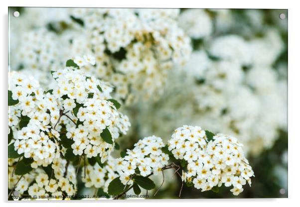 close-up of white spirea flowers Acrylic by susanna mattioda