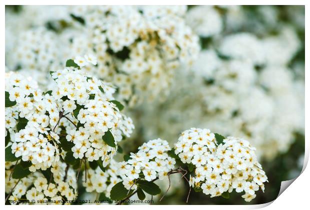 close-up of white spirea flowers Print by susanna mattioda
