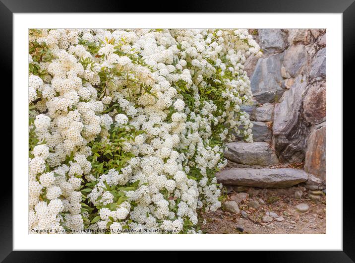 a bush of white  spirea flowers Framed Mounted Print by susanna mattioda