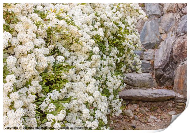 a bush of white  spirea flowers Print by susanna mattioda