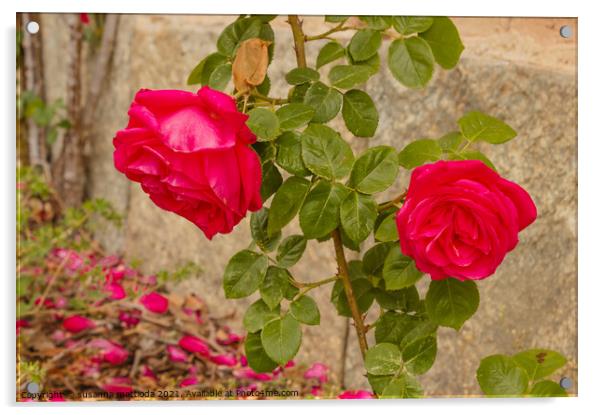 a roses climb on a  wall      Acrylic by susanna mattioda