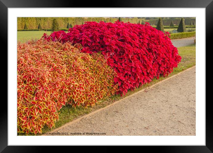 a colorful hedge of Coleus plants in a garden Framed Mounted Print by susanna mattioda