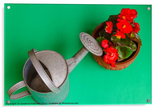 A flowered red begonia Acrylic by susanna mattioda