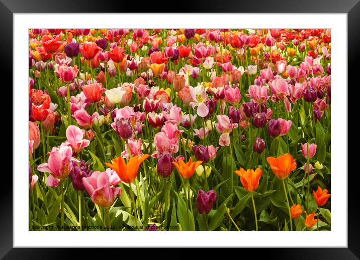 the blossoming of tulips in a park Framed Mounted Print by susanna mattioda