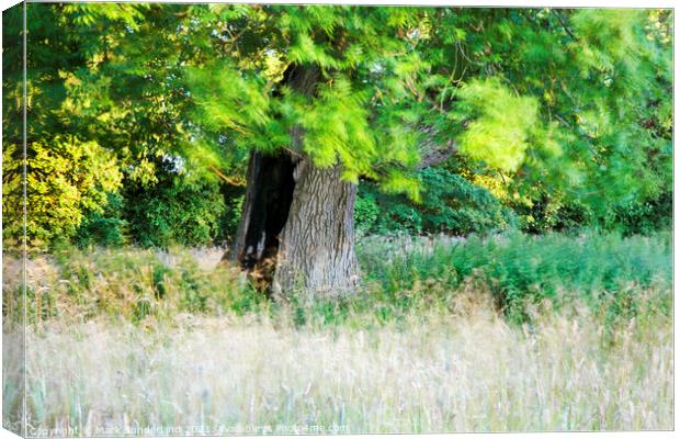 Burnt Tree and Summer Grasses Jacob Smith Park Canvas Print by Mark Sunderland