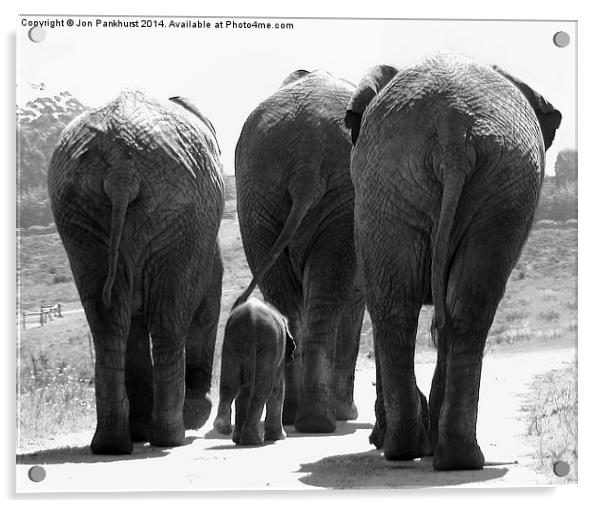 Majestic Elephants in South Africa Acrylic by Jonathan Pankhurst