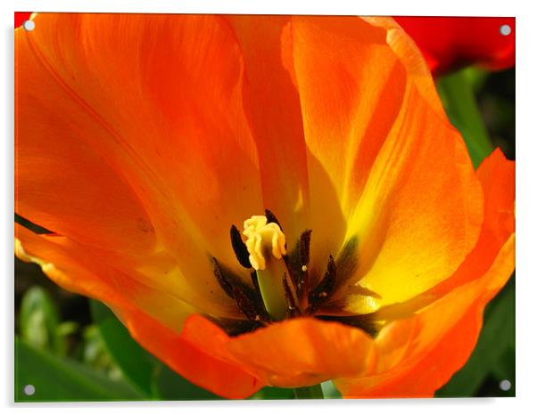 Orange tulip Acrylic by Jonathan Pankhurst