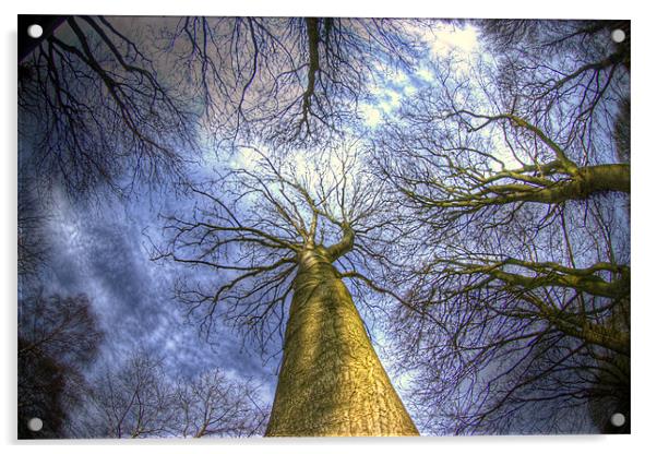 Blue sky and trees Acrylic by Jonathan Pankhurst