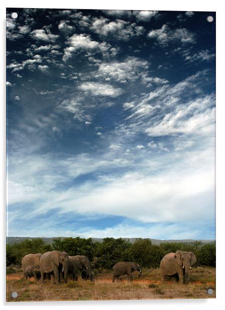 Untamed Beauty of African Elephants Acrylic by Jonathan Pankhurst