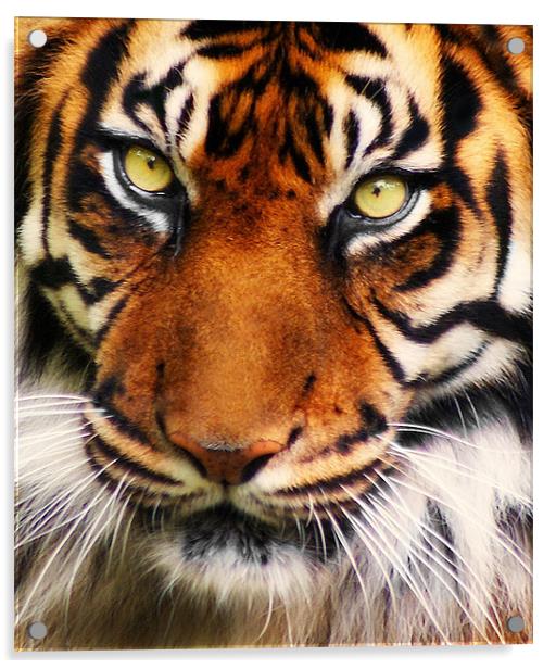 Tiger Acrylic by John Dickson