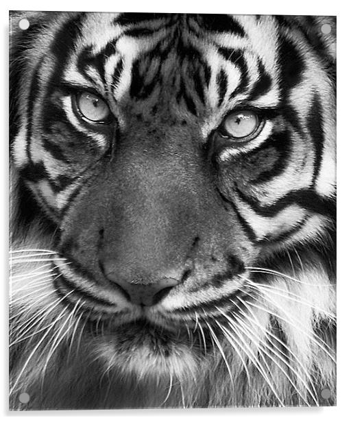 Tiger Portrait Mono Acrylic by John Dickson