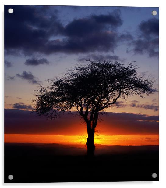 Tree Silhouette Acrylic by John Dickson