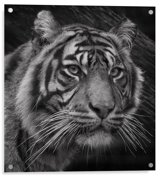 Tiger Portrait Acrylic by John Dickson