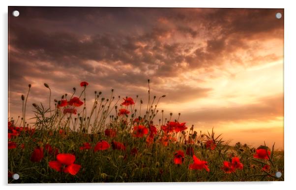 Poppy Sunset Acrylic by Steve Cole