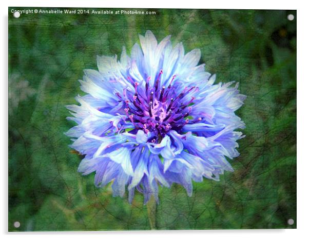 Wild Blue Cornflower Acrylic by Annabelle Ward