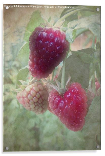 Raspberries Acrylic by Annabelle Ward