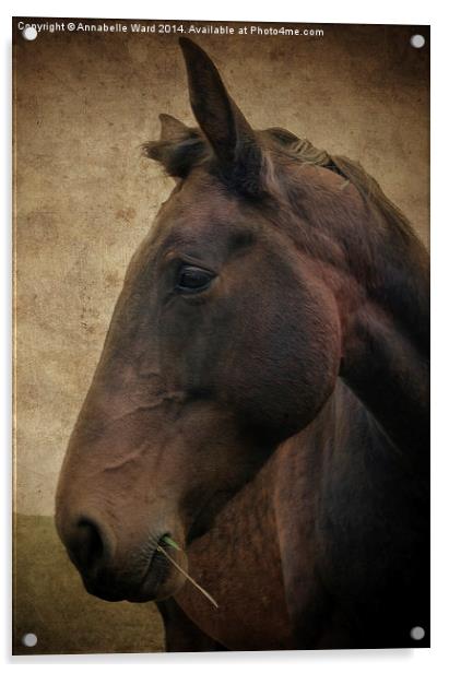 Horse Portrait Acrylic by Annabelle Ward