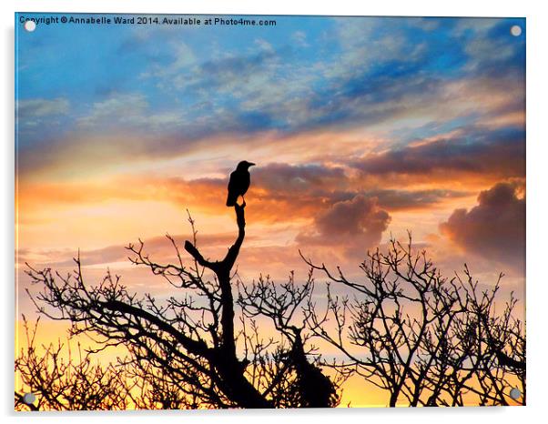 Corvus Sunset Acrylic by Annabelle Ward