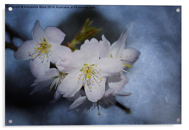 Springtime Blossom. Acrylic by Annabelle Ward