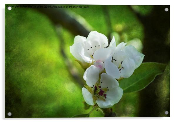 Apple Blossom. Acrylic by Annabelle Ward