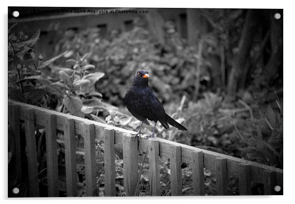 Mr Curious, the Blackbird. Acrylic by Annabelle Ward