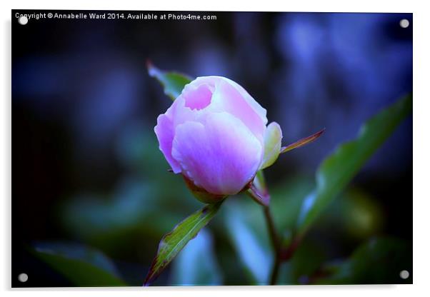 Dainty Pink Flower. Acrylic by Annabelle Ward