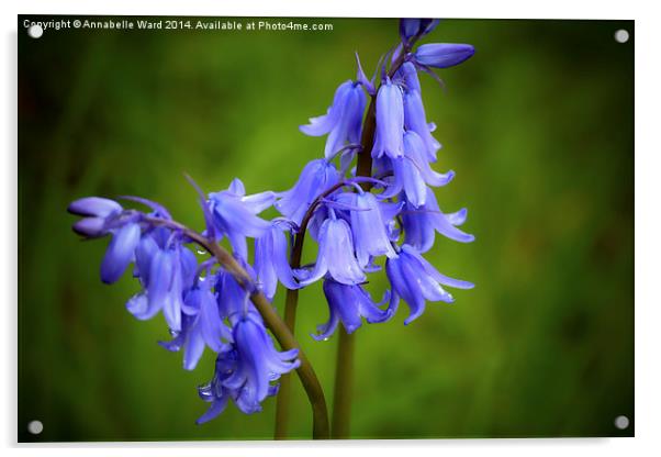  Bluebell Tears Acrylic by Annabelle Ward