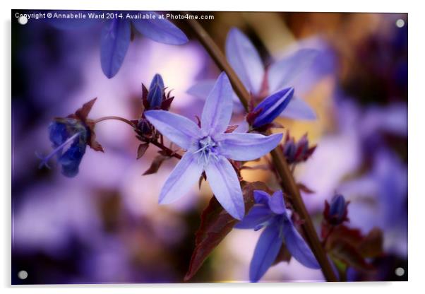  Little Lilac Flower Acrylic by Annabelle Ward