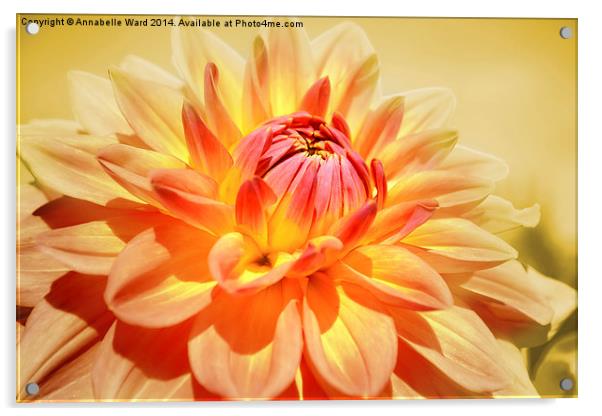  Dahlia in Peach. Acrylic by Annabelle Ward