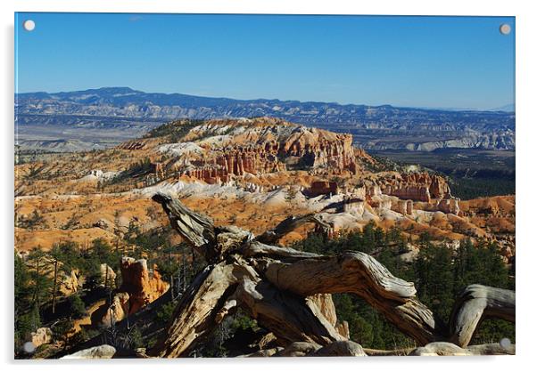 Dry log over Bryce Canyon Acrylic by Claudio Del Luongo