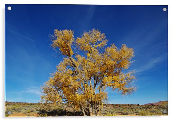 Lonely tree near Harris Wash, Utah Acrylic by Claudio Del Luongo