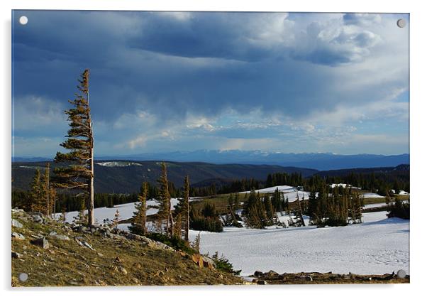 Wind bent trees, Wyoming mountains Acrylic by Claudio Del Luongo