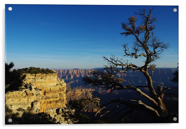 North Rim, Grand Canyon Acrylic by Claudio Del Luongo