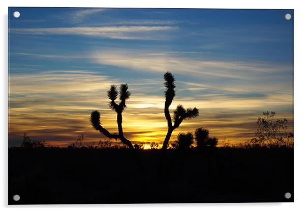 Joshua sunrise, Nevada Acrylic by Claudio Del Luongo