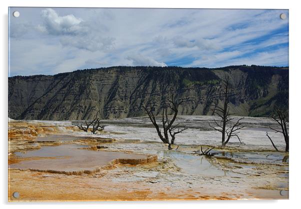 Dry trees on thermal grounds, Yellowstone Acrylic by Claudio Del Luongo