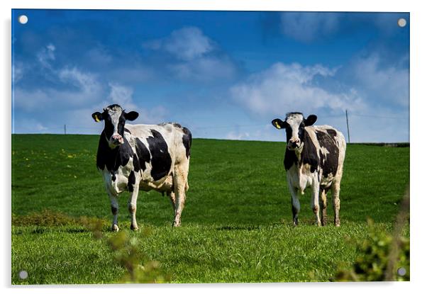 Springtime Dairy Cows Acrylic by Chris Archer
