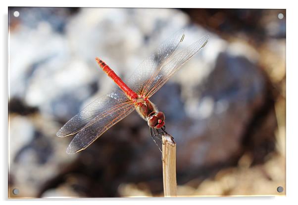 Red Veined Darter Dragonfly Acrylic by Paula Guy