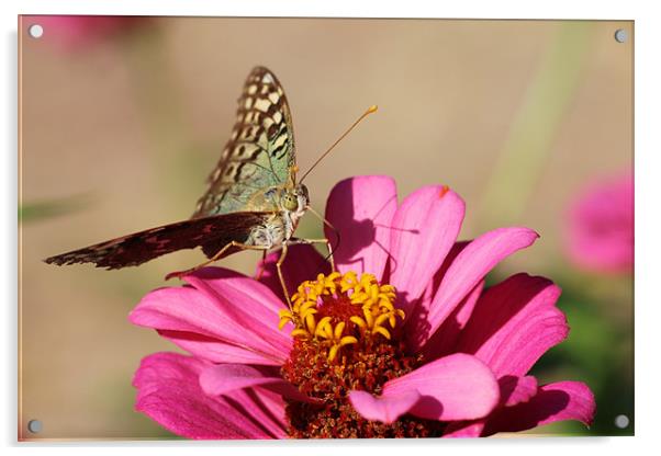 Butterfly on a pink flower Acrylic by Paula Guy