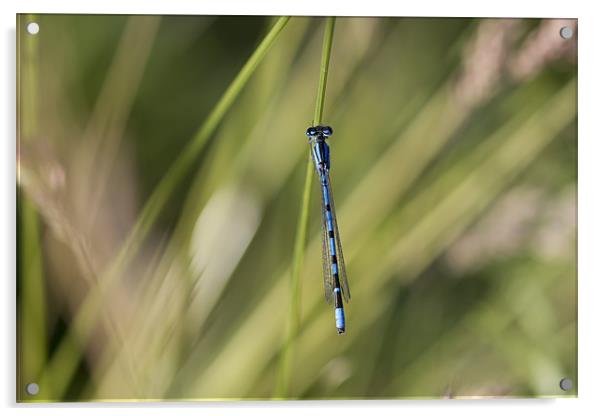 Blue Damsel Fly Acrylic by Philip Berry