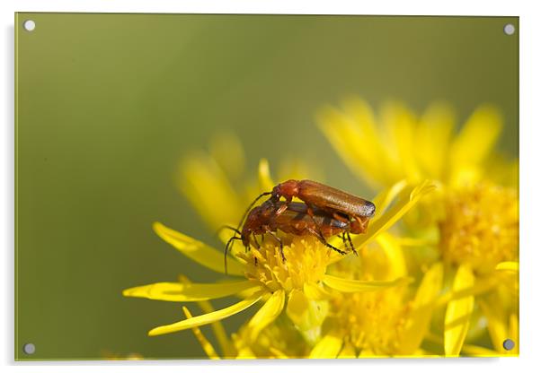 Soldier Beetles Mating Acrylic by Philip Berry