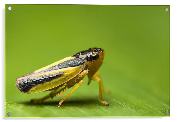 Leafhopper Acrylic by Ivan Yonkov
