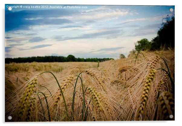 Field of Gold Acrylic by craig beattie