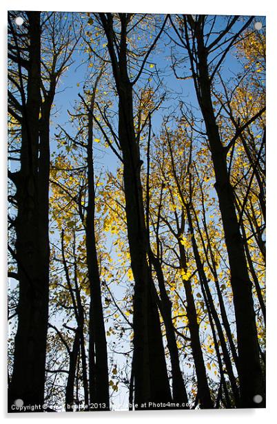 Autumnal Trees Acrylic by craig beattie